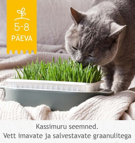 Kassimuru seemnesegu hüdrograanulitega kasvusubstraadis Hydro-Gras (GimCat)