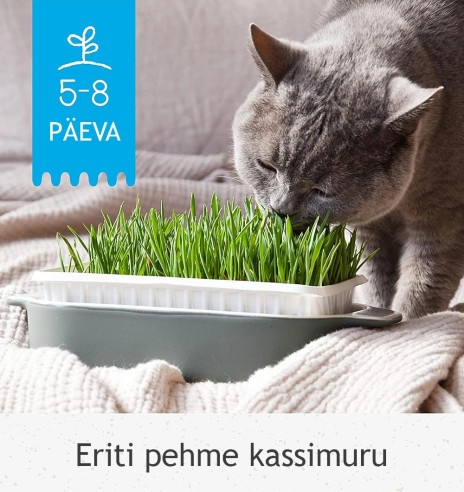 Kassimuru seemnesegu kasvusubstraadis, eriti pehme ja kergesti seeditav muru Soft-Gras (GimCat)