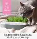 Kassimuru seemnesegu kasvusubstraadis, aasa värske lõhnaga Katzen-Gras (GimCat)