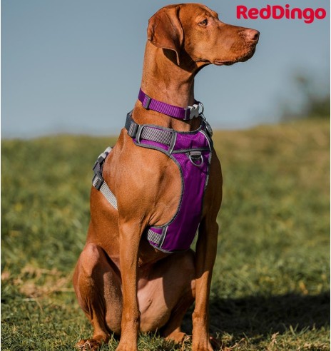 Traksid koerale vooderdatud Padded Harness Purple (Red Dingo)