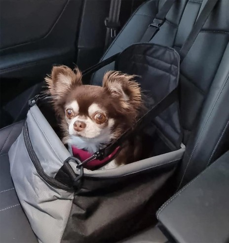 Autoiste koerale (Doogy)