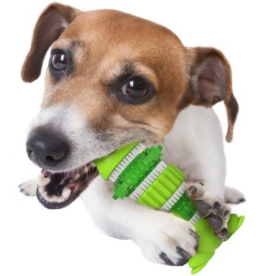 Игрушка для собаки с присоской Cactus Medium Rubber Orange (AFP - Dental Dog Chews) – Hambaid puhastavad – AFP - All For Paws – Valgekihv 2