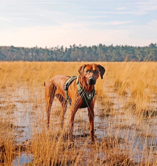 Tirimisvastased koera traksid, ergonoomilised, militaarroheline, EXPLOR Ultimate Fit Duvoplus