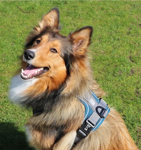 Корректирующая шлейка для собак, эргономичная,...