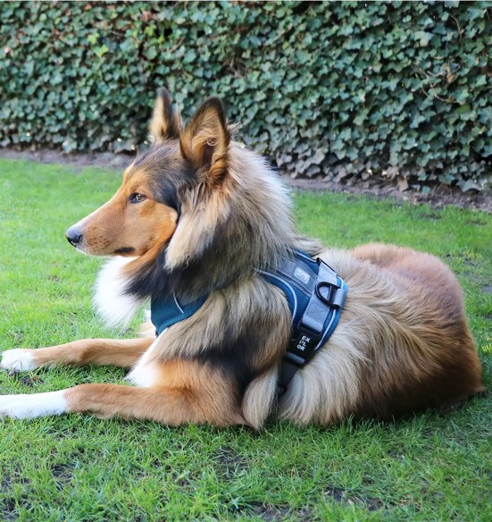 Корректирующая шлейка для собак, эргономичная, петрольный синий EXPLOR Ultimate Fit Duvoplus