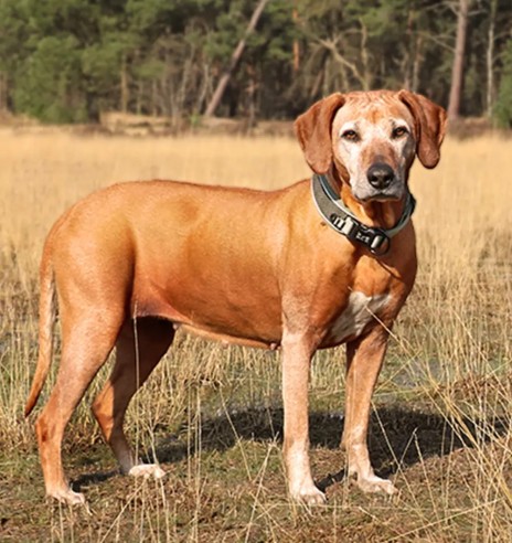 Koera kaelarihm, turvaline, militaarroheline,...