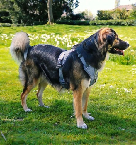 Корректирующая шлейка для собак, эргономичная,...