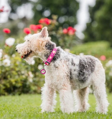 Ошейник для собак с вытканным дизайнерским...