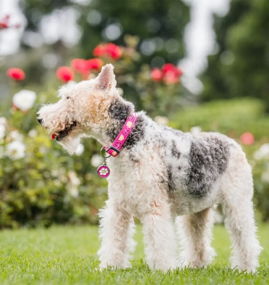Ошейник для собак с вытканным дизайнерским узором Hibiscus Hot Pink (Red Dingo)