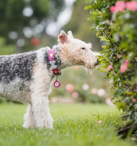Koera kaelarihm disainmustriga Hibiscus Hot...