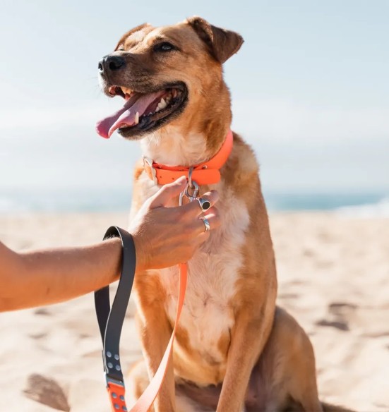 Koera kaelarihm veekindel Vivid, oranž (Red Dingo)