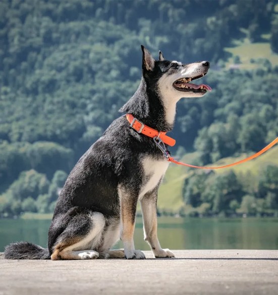 Koera kaelarihm veekindel Vivid, oranž (Red Dingo)
