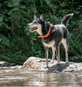 Koera kaelarihm veekindel Vivid, sinine (Red Dingo)–Biotaanist / PVC–Red Dingo–Valgekihv 2