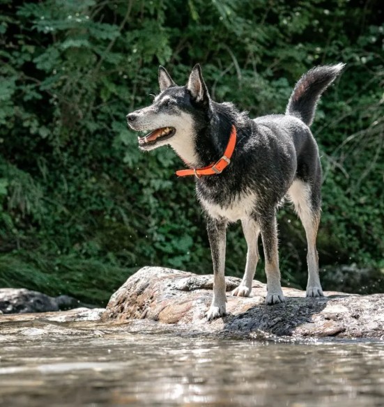 Koera kaelarihm veekindel Vivid, oranž (Red Dingo)