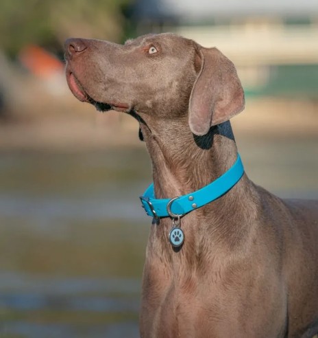 Водонепроницаемый ошейник для собак Vivid,...