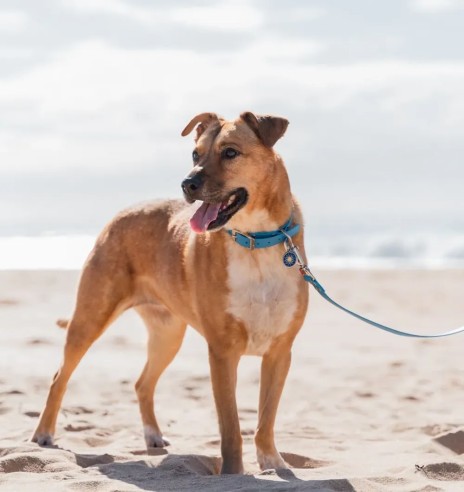 Koera kaelarihm veekindel Vivid, sinine (Red...