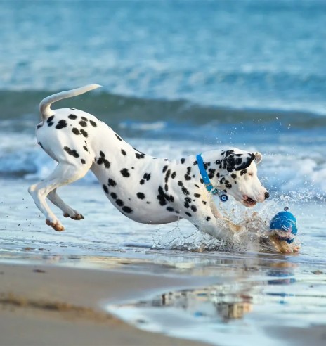 Koera kaelarihm veekindel Vivid, sinine (Red...