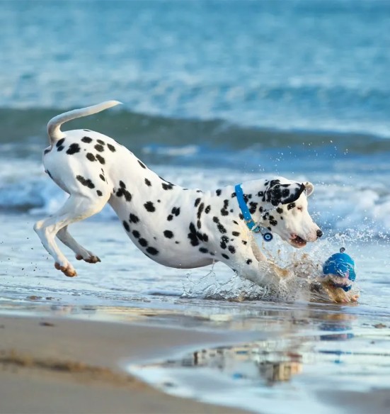 Koera kaelarihm veekindel Vivid, sinine (Red Dingo)