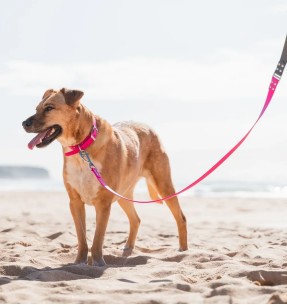 Koera jalutusrihm veekindel Vivid, oranž (Red Dingo)–Biotaanist / PVC–Red Dingo–Valgekihv 2