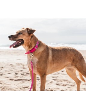 Koera kaelarihm veekindel Vivid, sinine (Red Dingo)–Biotaanist / PVC–Red Dingo–Valgekihv 2