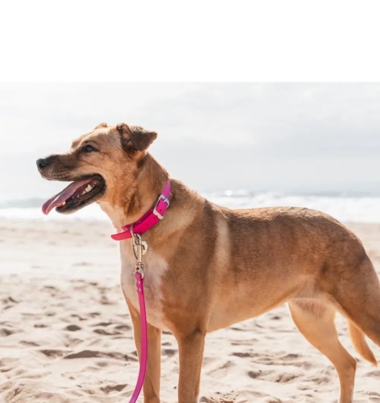 Koera kaelarihm veekindel Vivid, roosa (Red Dingo)