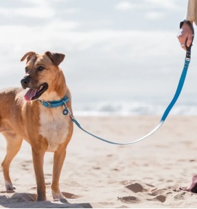 Koera jalutusrihm veekindel Vivid, oranž (Red Dingo)–Biotaanist / PVC–Red Dingo–Valgekihv 2