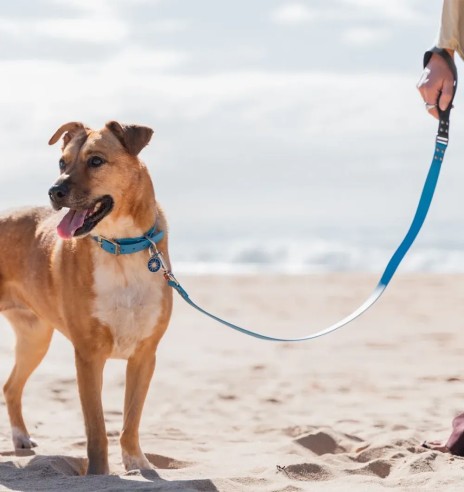 Koera jalutusrihm veekindel Vivid, sinine (Red...