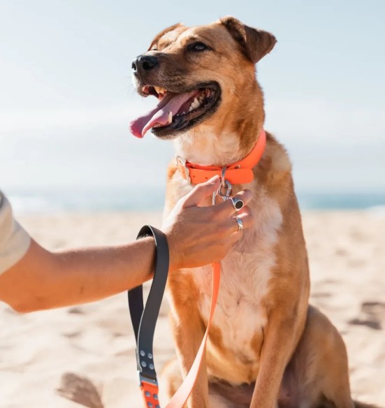 Koera jalutusrihm veekindel Vivid, oranž (Red Dingo)