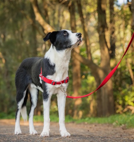 Корректирующая шлейка для собак, красная (Red...