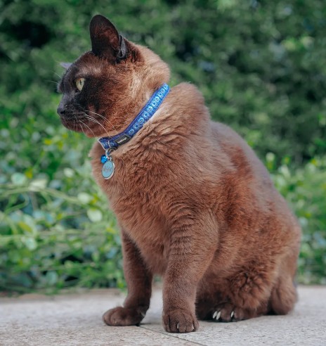 Ошейник для кошек с дизайнерским принтом Cosmos...