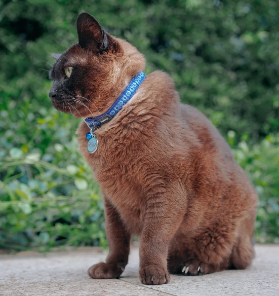 Ошейник для кошек с дизайнерским принтом Cosmos Dark Blue (Red Dingo)