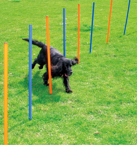 Agility postid, 12 tk (Pawise)