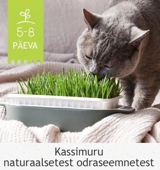 Kassimuru odraseemnetest, kasvusubstraadis Katzen-Gras (GimCat)