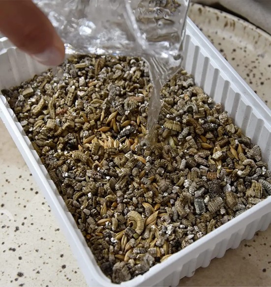 Kassimuru odraseemnetest, kasvusubstraadis Katzen-Gras (GimCat)