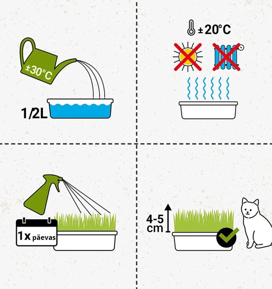 Kassimuru odraseemnetest, kasvusubstraadis Katzen-Gras (GimCat)