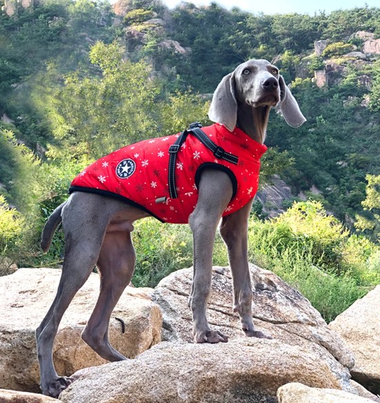 Koera talvejope traksidega, punane Snowflakes (VPETBR-D59)