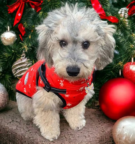 Koera talvejope traksidega, punane Snowflakes...