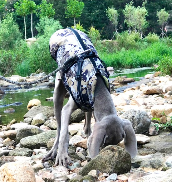 Koera talvejope traksidega, kamuflaaž (VPETBR-D60)