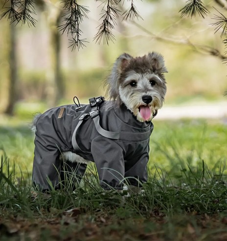 Koera vihmajope traksidega, pikad sääred, hall...