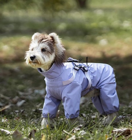 Koera vihmajope traksidega, pikad sääred, lilla...