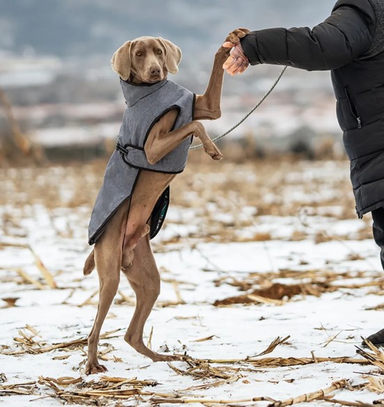 Koera jope kahekihiline, eemaldatava fliisist voodriga, hall (VPETBR-DJ56)