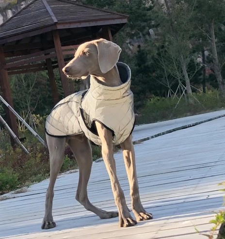 Куртка для собак из светоотражающего материала,...