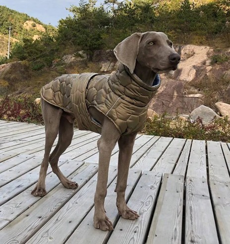 Koera talvejope tepitud, kaitseroheline...