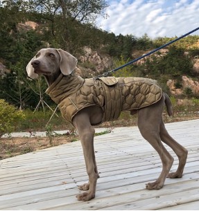 Куртка стеганая, зимняя для собак, зелёная (VPETBR-D58) 2