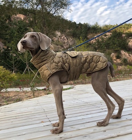 Куртка стеганая, зимняя для собак, зелёная...