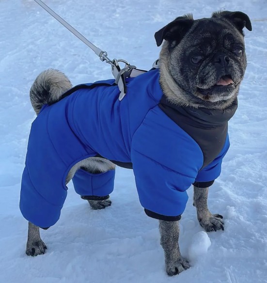 Куртка зимняя для собак с короткой шлейкой, длинные штанины, сине-черная (VPETBR-D83)