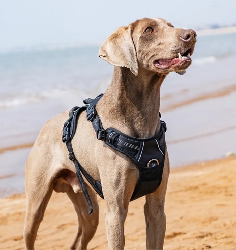 Tirimisvastased traksid koerale, pehmendusega,...