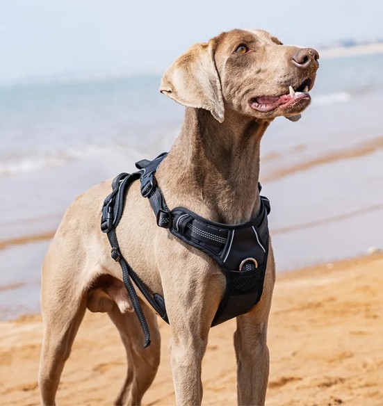 Tirimisvastased traksid koerale, pehmendusega, must (VPETBR-H1)