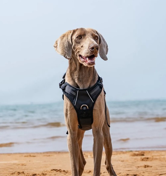 Корректирующая шлейка для собак, с мягкой подкладкой, черная (VPETBR-H1)