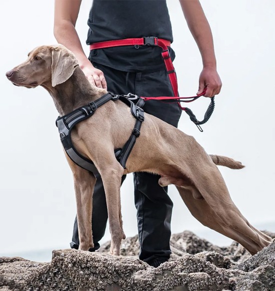 Tirimisvastased traksid koerale, pehmendusega, hall-must (VPETBR-H1)